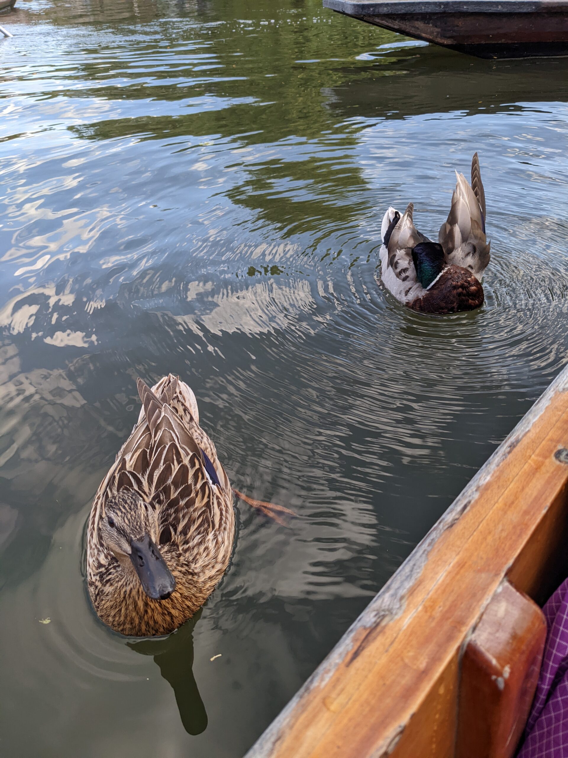 A view of two ducks, taken from a wooden boat. One duck is diving for food.