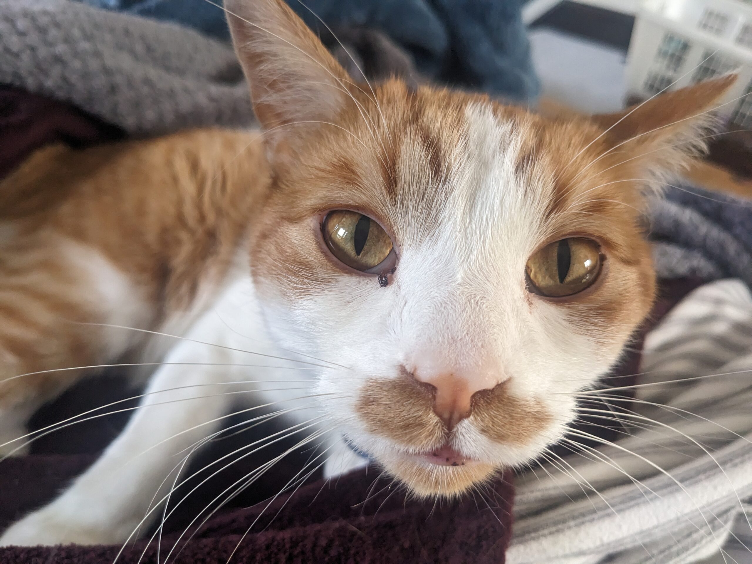 An orange-and-white cat staring down the camera with an intensity he usually reserves for squishy food